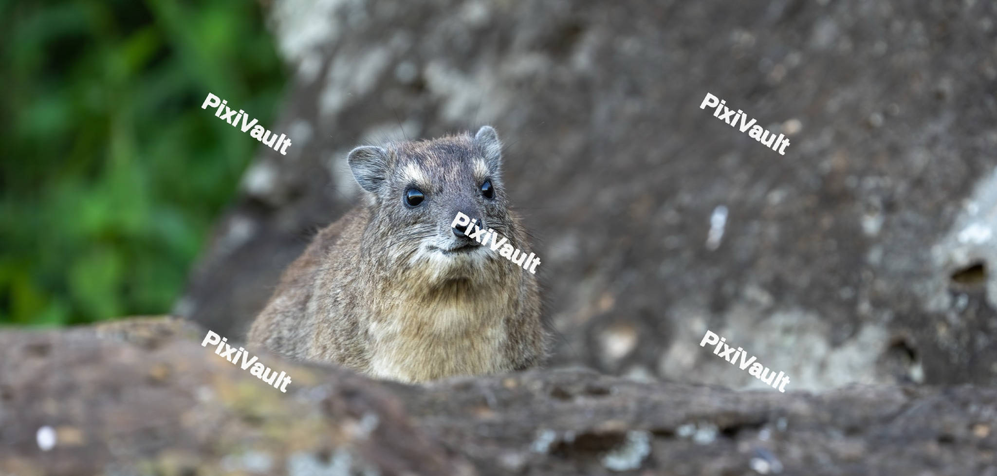 Rock Hyrax